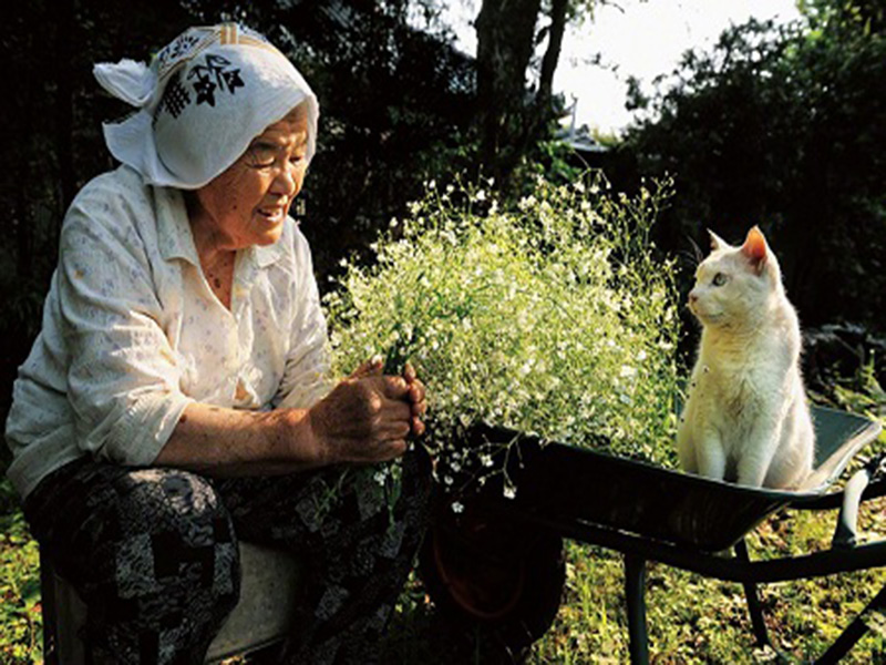 Con mèo của bà nội